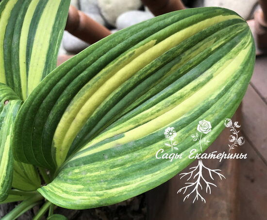  № 301  'Outrageous'